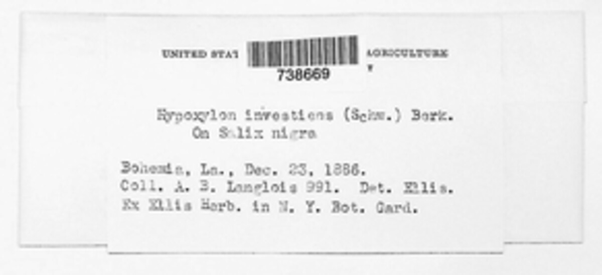 Hypoxylon investiens image